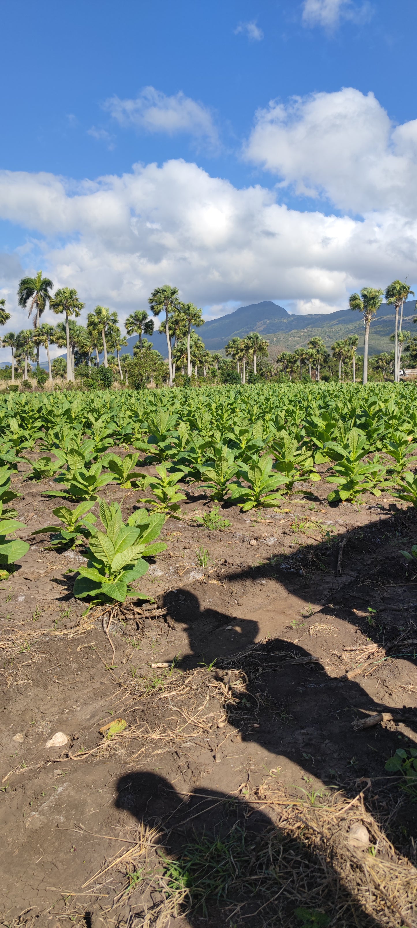 Tobacco field with shadows of people and trees on the ground, under a blue sky with clouds.